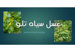 Siah-talo Honey: A Comprehensive Guide to Christ's Thorn Jujube Honey and Its Health Benefits