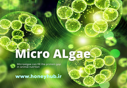 Microalgae: Sustainable Protein for Animal Feed and Our Food Future