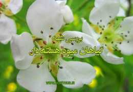 بررسی شهد گیاهان گروه میوه های هسته دار از تیره گلسرخیان ( سیب، هلو، گلابی و ...)