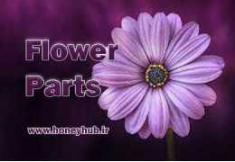 اجزای مختلف گل