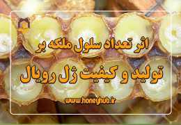 اثر تعداد سلول ملکه بر تولید و کیفیت ژل رویال
