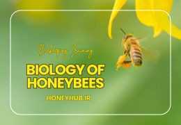 Honeybee Biology: Understanding the Structure and Roles in a Bee Colony