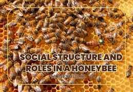 Queens, Workers, and Drones: The Social Structure and Roles in a Honeybee Colony
