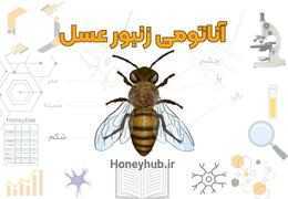Discovering the Secrets of Honeybee Anatomy and Physiology: A Comprehensive Guide for Beekeepers