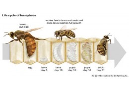 حقایق خارق العاده ای که باید در مورد زنبورها بدانید