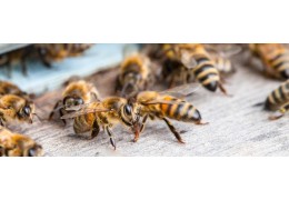 تعداد زنبورها در یک کندو چقدر است؟