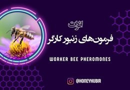 فرمون‌های کارگر زنبور عسل: نقش و عملکرد