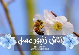 برای تولید یک کیلو عسل، زنبور عسل نزدیک به 6 میلیون گل سر می زند!