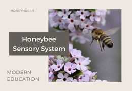 Unveiling the Secrets of the Honeybee Nervous System: How the Brain and Complex Senses of This Amazing Insect Work