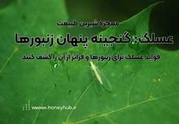 عسلک: منبع غذایی طبیعی برای زنبورها و خواص شگفت‌انگیز آن