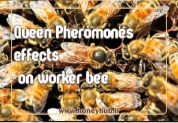 اثرات فرمون های ملکه بر مغز زنبورهای کارگر