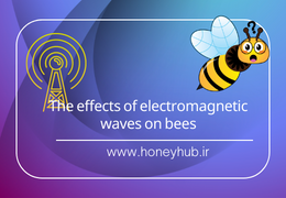 Radio-Frequency Electromagnetic Field Exposure of Western Honey Bees