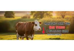 Comprehensive Nutritional Strategies to Manage Heat Stress in Dairy Cows