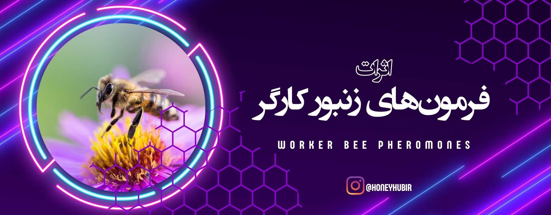 فرمون‌های کارگر زنبور عسل: نقش و عملکرد
